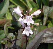 Grant_Flower_1 Grant_Flower_1